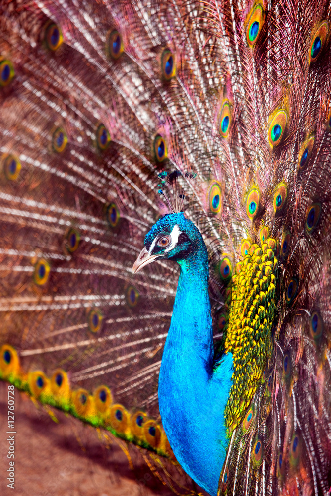 Obraz premium Peacock