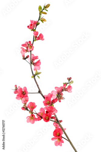 red flowering quince