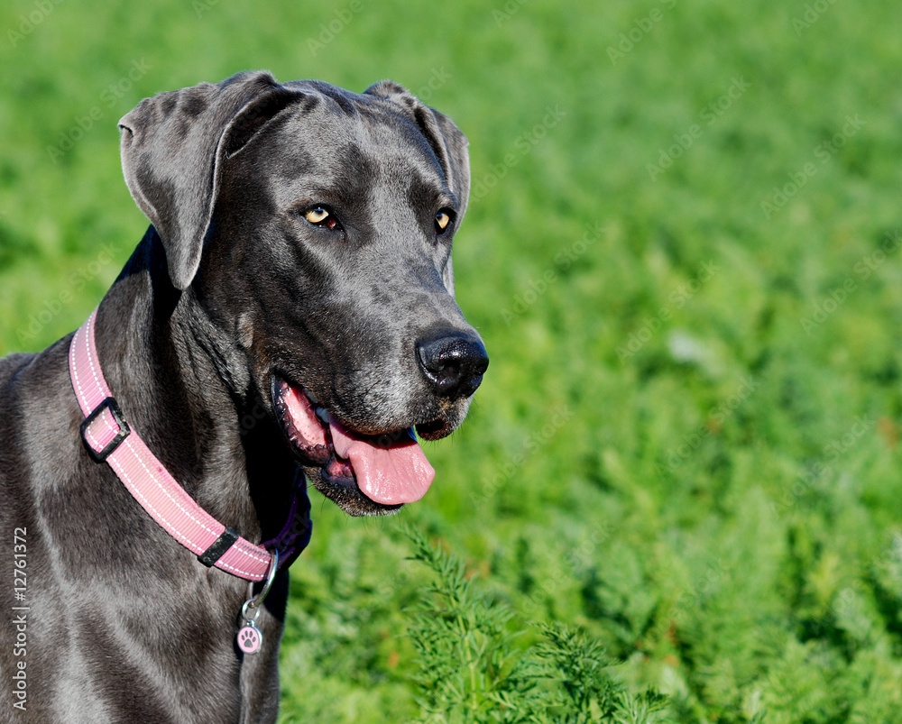 great dane dog