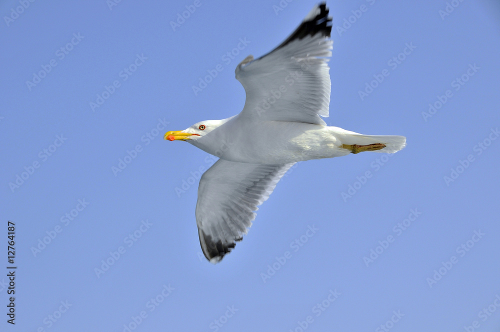 Obraz premium seagull