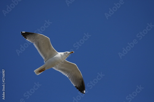Yellow legged gull on blue sky
