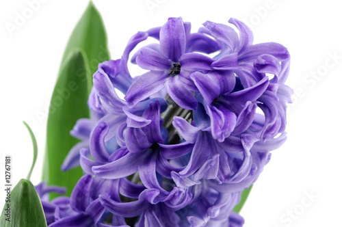 Fototapeta Naklejka Na Ścianę i Meble -  hyacinth