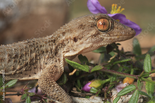Tarentola mauritanica (gecko)