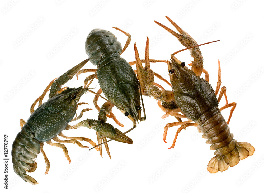 Raw crayfish Raw crayfish