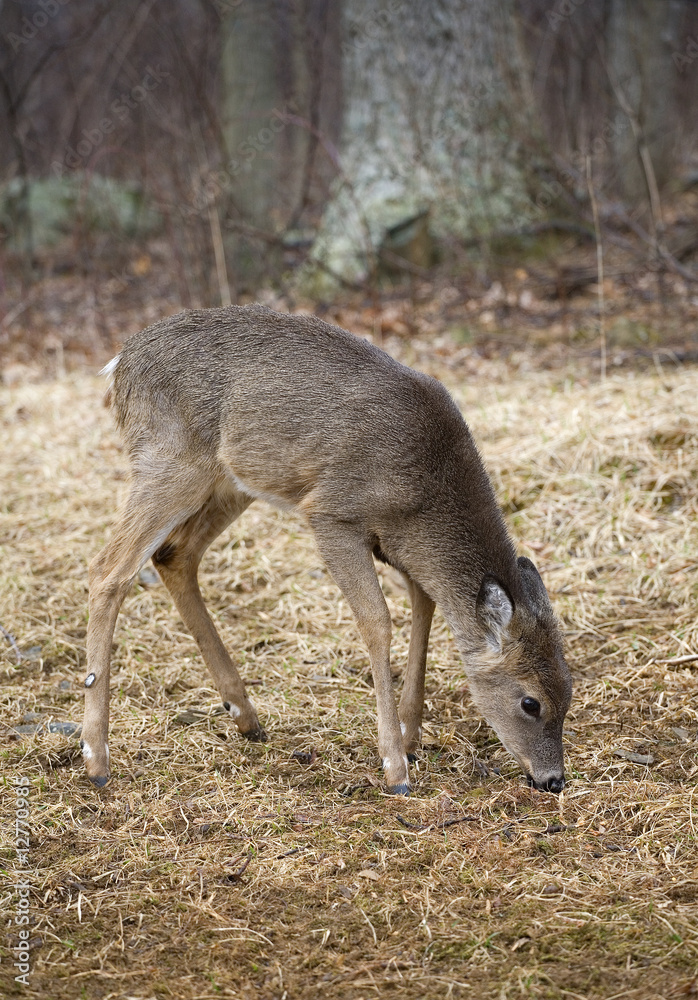 Fototapeta premium eating deer