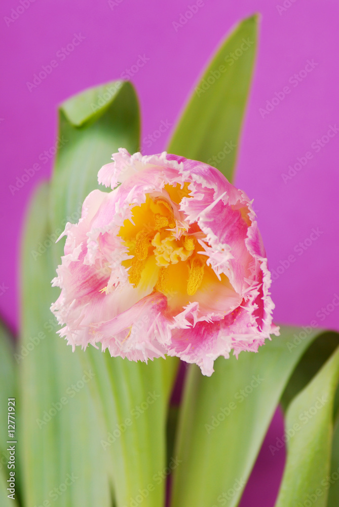 Naklejka premium pink tulip