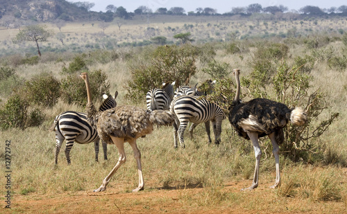 zebre e struzzi nella svana dello tsavo photo