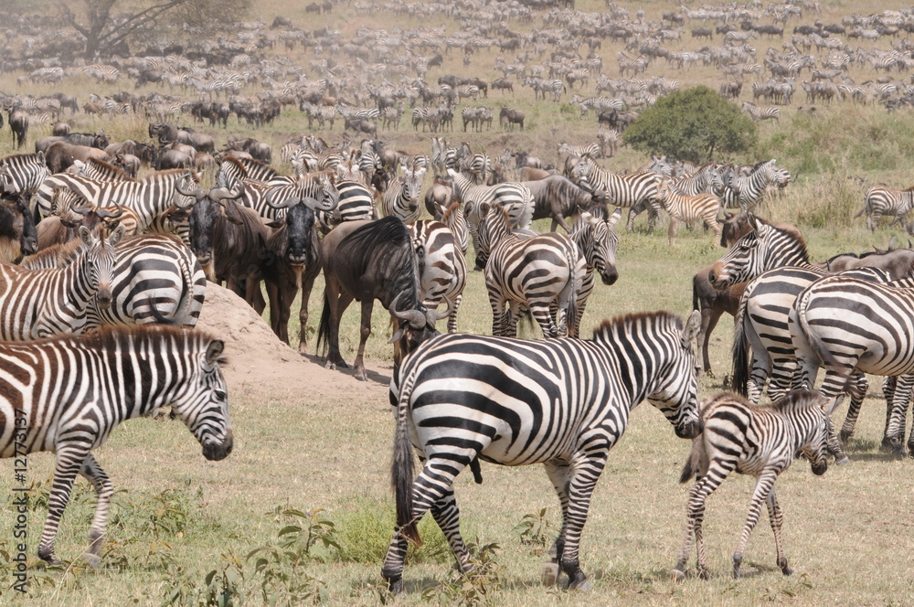 Obraz premium Safari