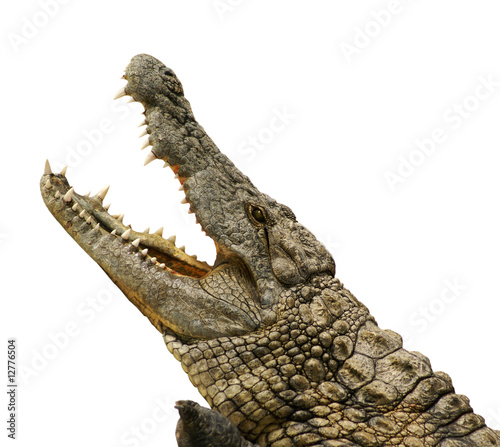 Tela Alligator freigestellt