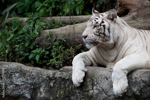 White Tiger