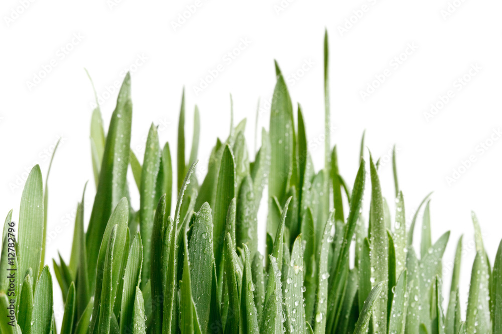 Naklejka premium Green grass