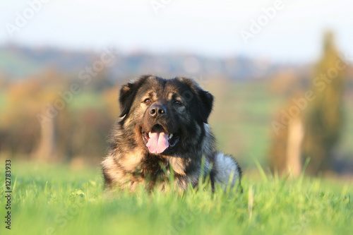 le berger yougoslave allongé vu de face tres content © Dogs