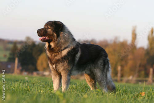 la pose fière du berger yougoslave à la campagne © Dogs