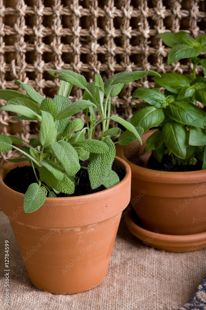 Gardening - Herbs In Terracotta Pots