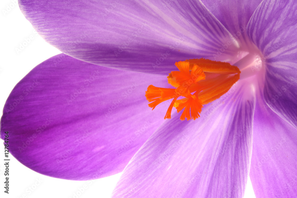 close up of blue flower