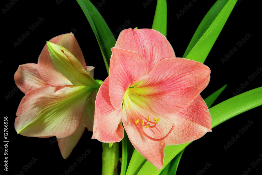 Amaryllis auf schwarz - Amaryllis on black 07 Amaryllis auf schwarz - Amaryllis on black 07