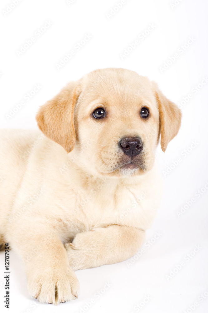 cute Puppy Labrador retriever cream cute Puppy Labrador retriever cream
