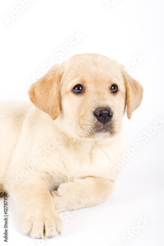 cute Puppy Labrador retriever cream © Viorel Sima