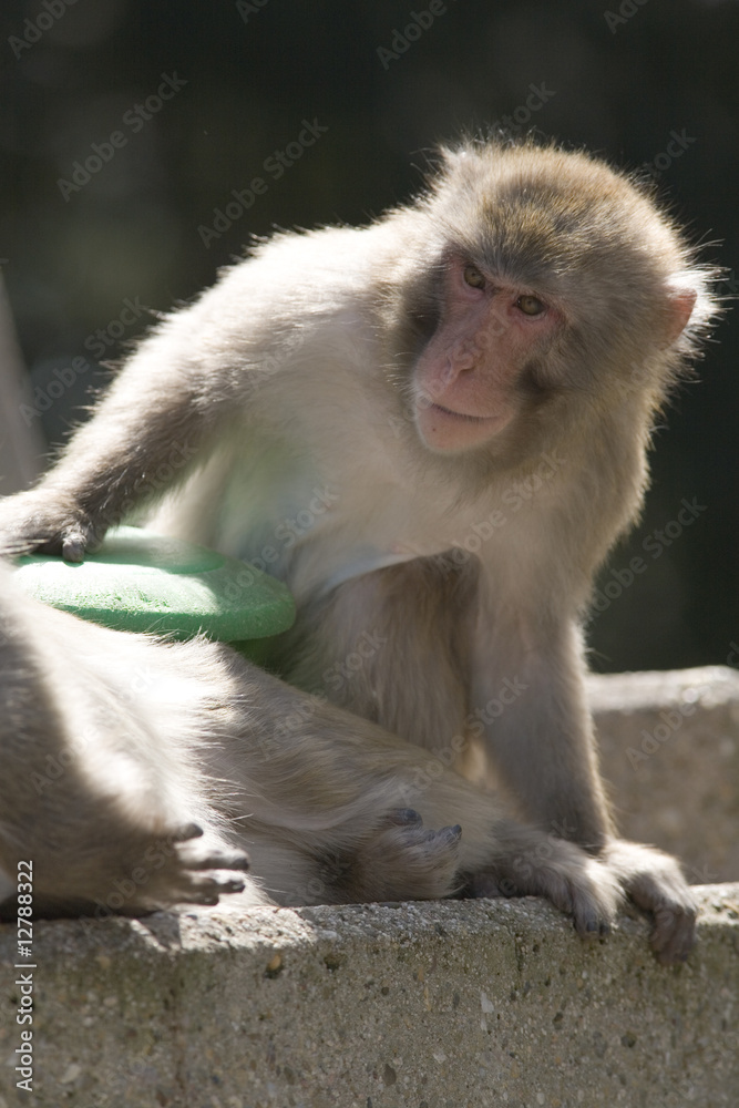 Fototapeta premium baboons