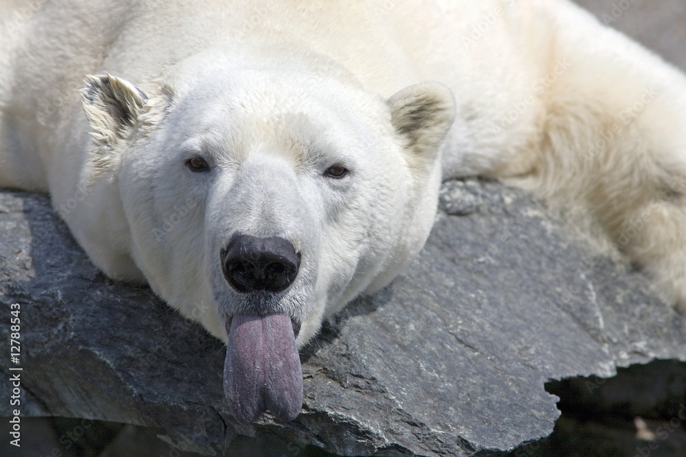 Fototapeta premium boooh