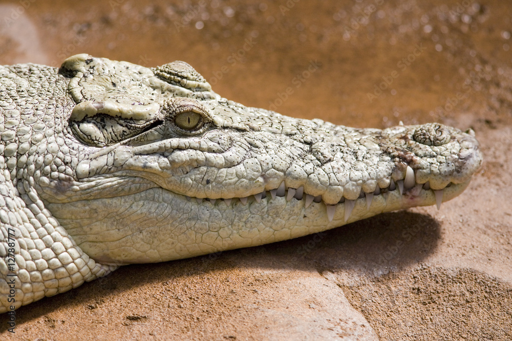 Obraz premium alligator