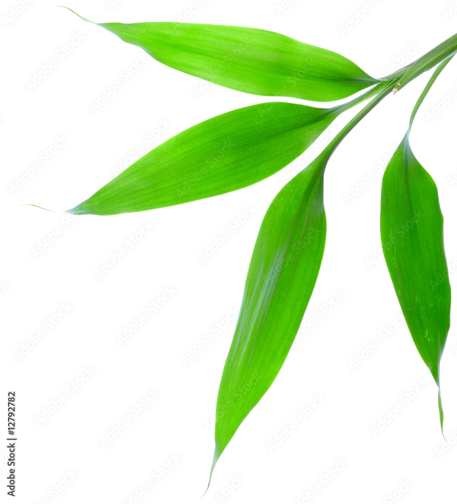 Sprout Sprout