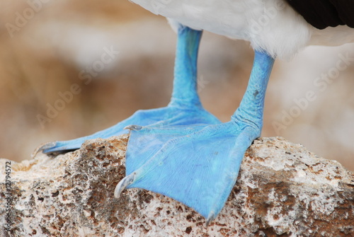 Fotografía Blue feet of a Blue Footed Booby, Galapagos Islands