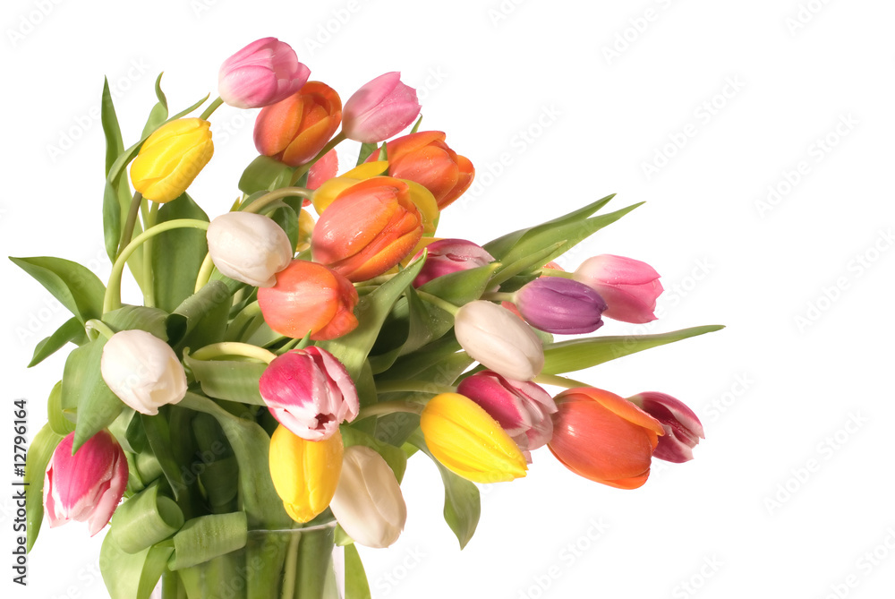 tulips tulips