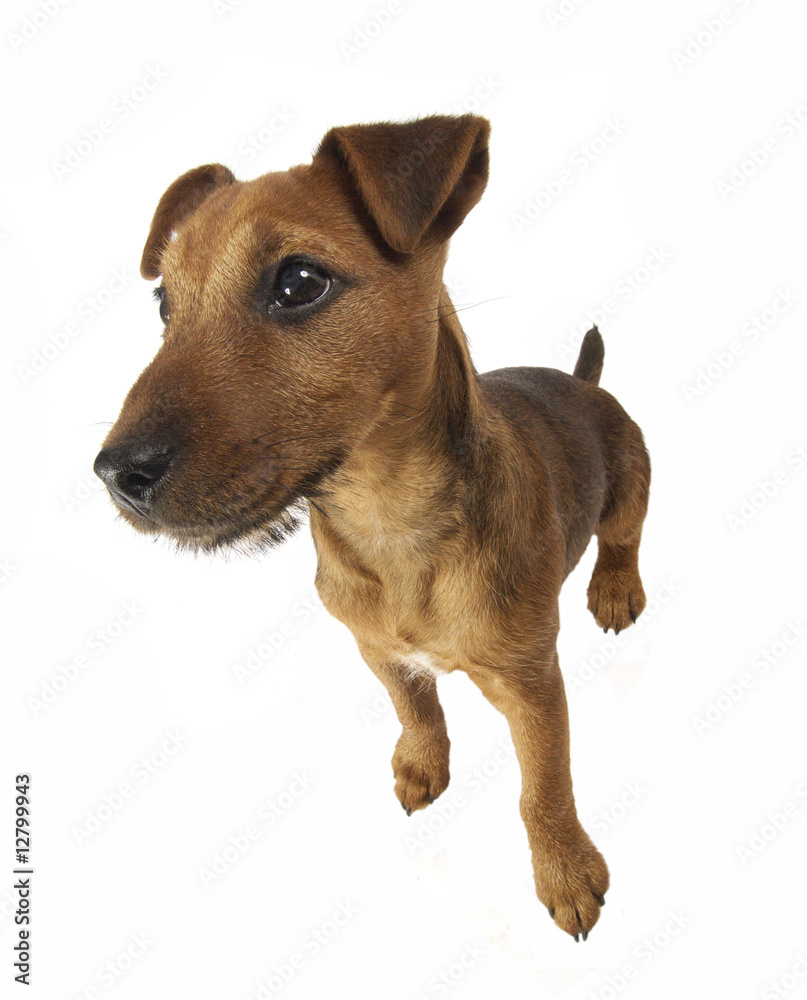 Lakeland terrier puppy.