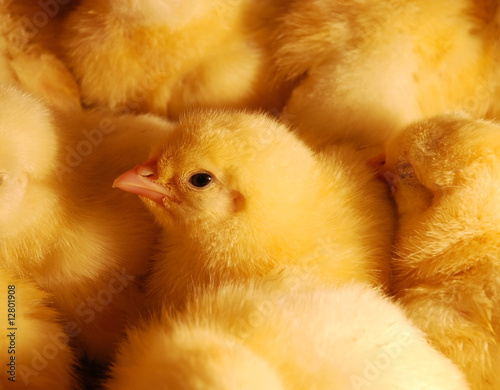 chickens