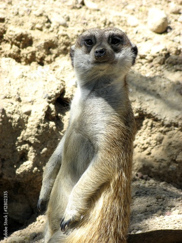 suricate photo