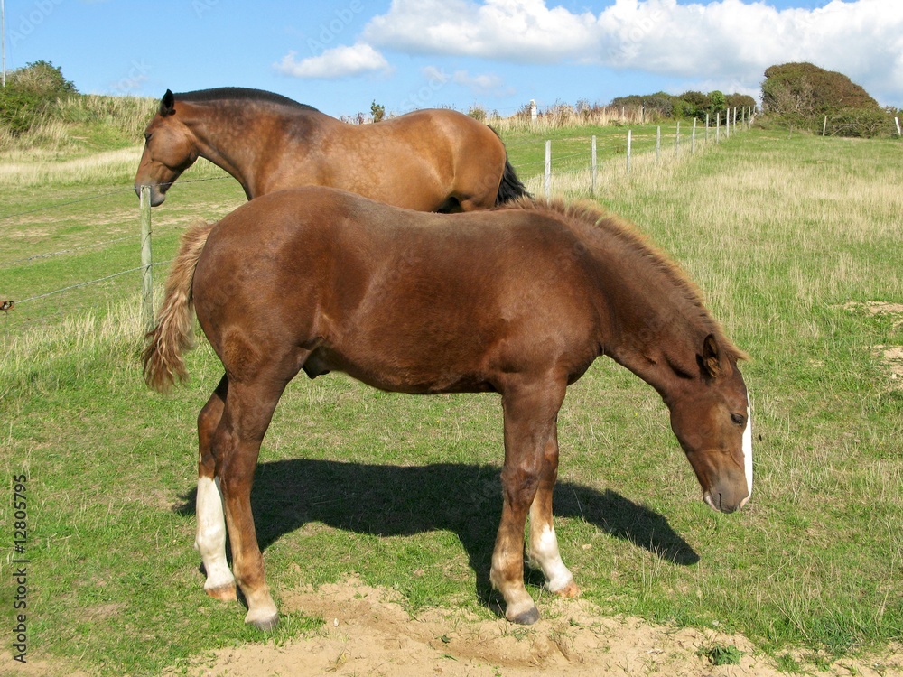 Obraz premium Jument et son jeune poulain