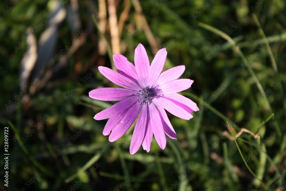 Obraz premium Fiore