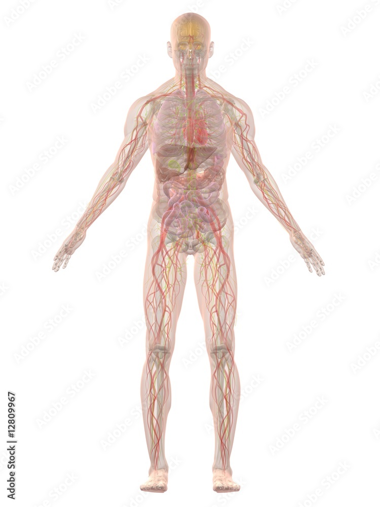 menschliche anatomie