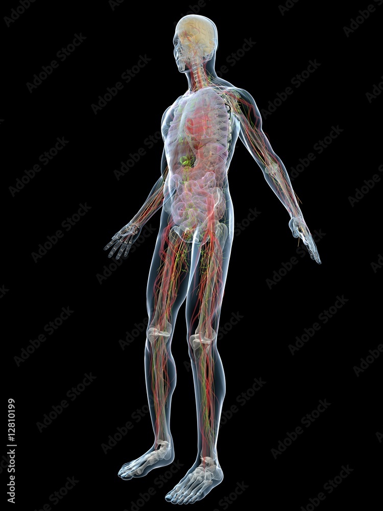 anatomie illustration
