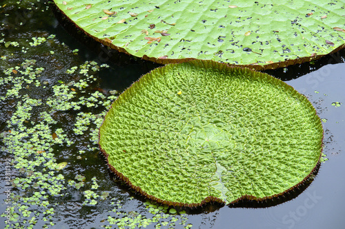 Amazon giant water lily, 