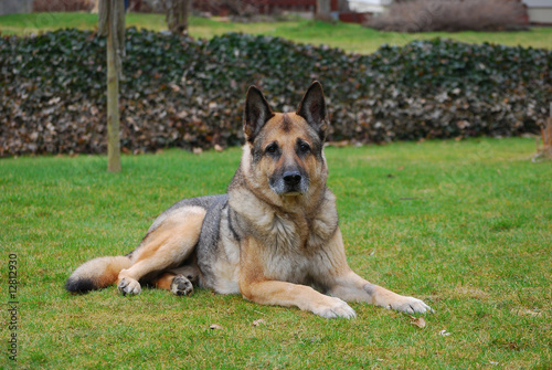 schäferhund 2 photo