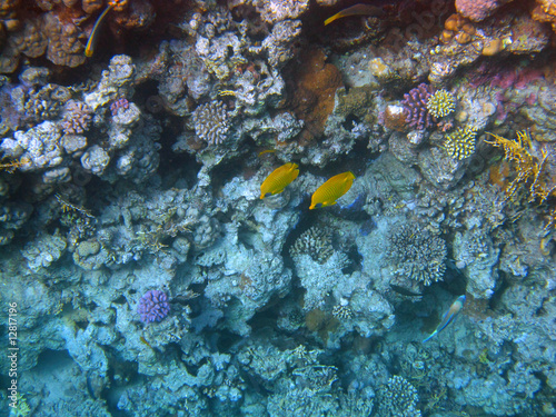 Two yellow tropical fish