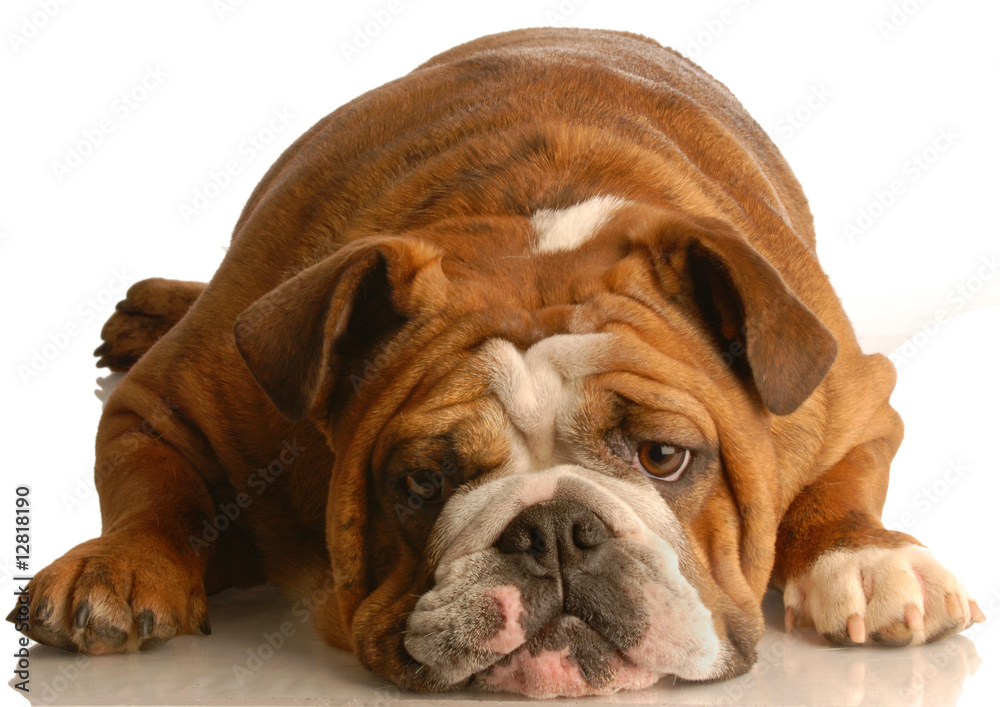 Fototapeta premium english bulldog laying down looking at viewer