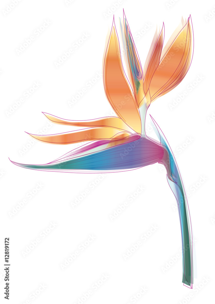 Bird of paradise flower (Strelitzia reginae) Bird of paradise flower (Strelitzia reginae)