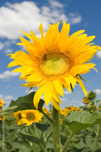 amazing sunflower and blue sky background