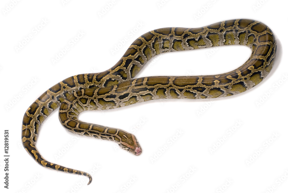 python snake close-up, isolated on white python snake close-up, isolated on white