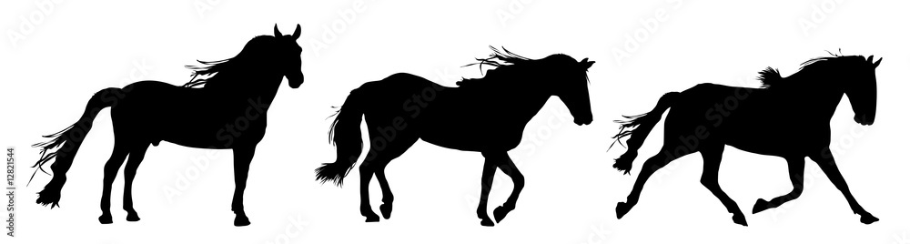 Fototapeta sylwetka koni stojących, kłusujących i galopujących