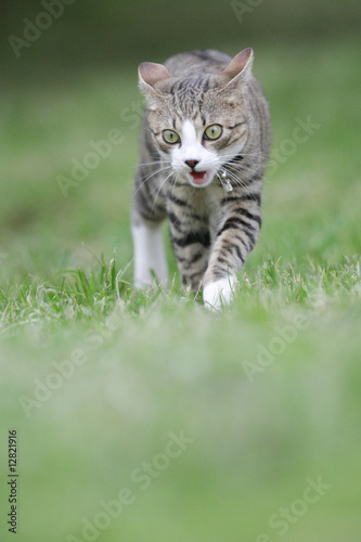 Wallpaper Mural running cat Torontodigital.ca