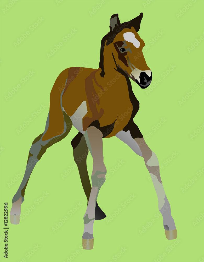 Obraz premium clumsy little a foal yet can not be on the long feet