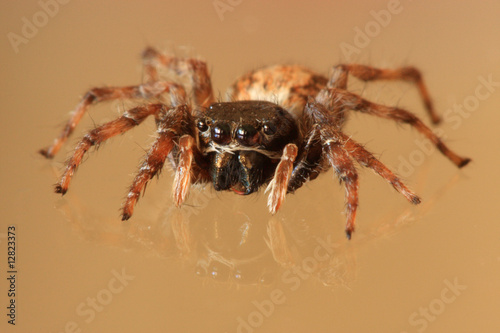 Jumping spider on reflective surface