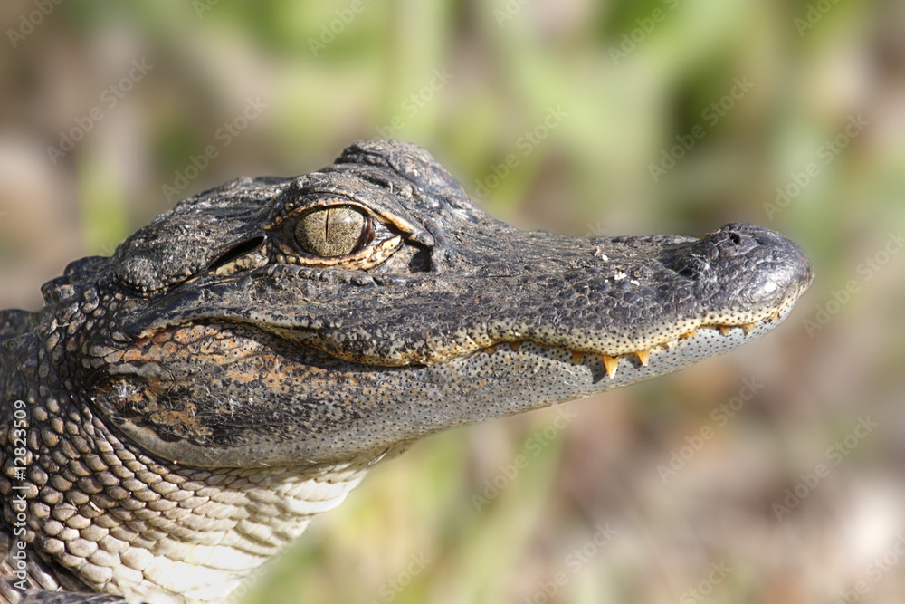 American Alligator (alligator mississippiensis) American Alligator (alligator mississippiensis)