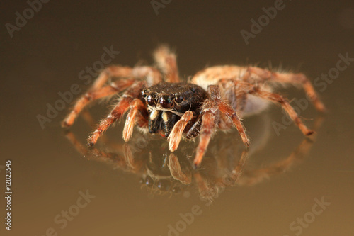 Jumping spider on reflective surface
