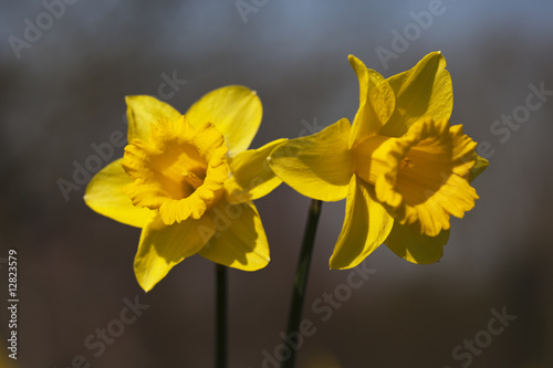 Daffodil flowers