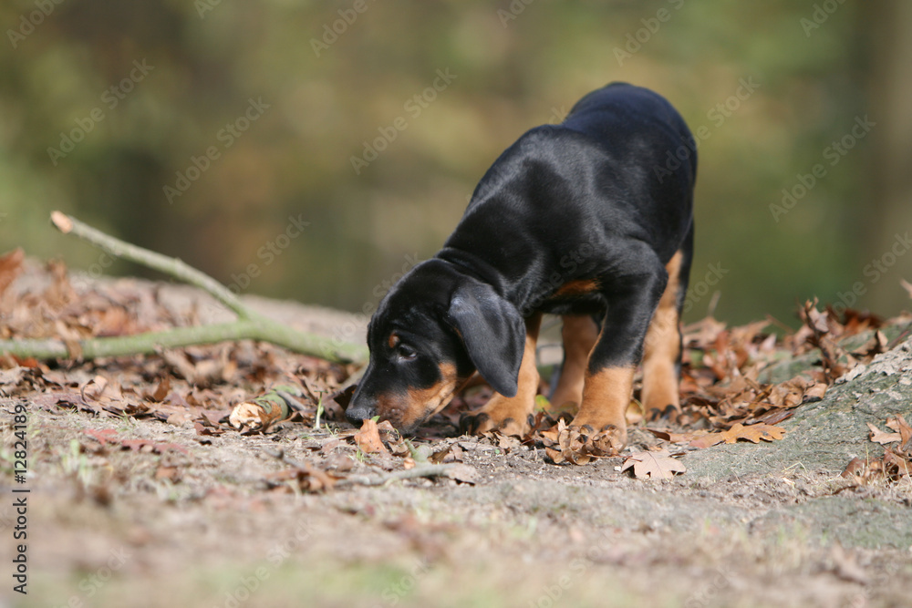 chiot dobermann reniflant le sol en automne